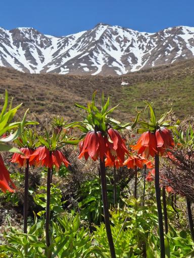 عکس دشت لاله واژگون خوانسار(گلستانکوه)