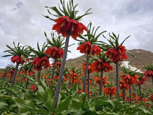 عکس دشت لاله واژگون خوانسار(گلستانکوه)