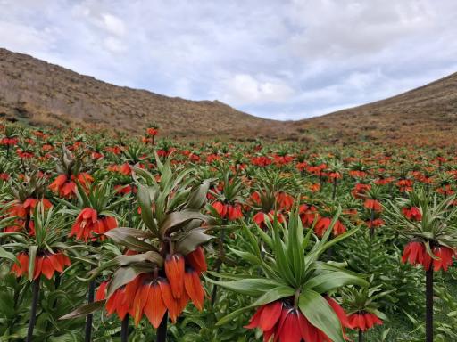 عکس دشت لاله واژگون خوانسار(گلستانکوه)