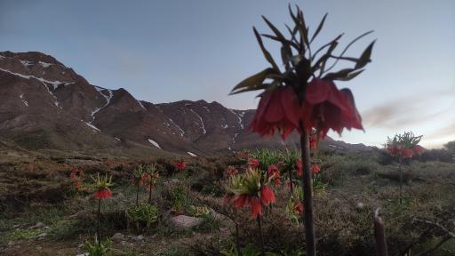 عکس دشت لاله واژگون خوانسار(گلستانکوه)