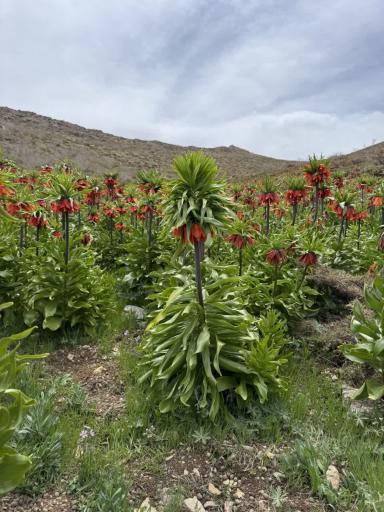 عکس دشت لاله واژگون خوانسار(گلستانکوه)