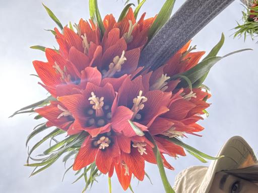 عکس دشت لاله واژگون خوانسار(گلستانکوه)