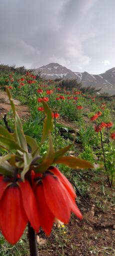 عکس دشت لاله واژگون خوانسار(گلستانکوه)