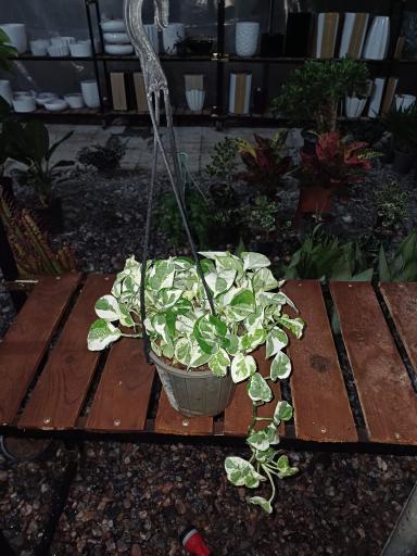 عکس گل و گیاه سعد آباد