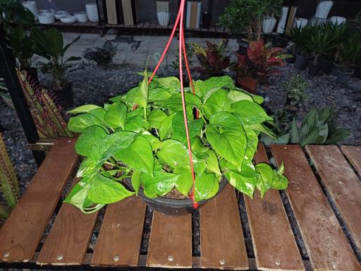 عکس گل و گیاه سعد آباد