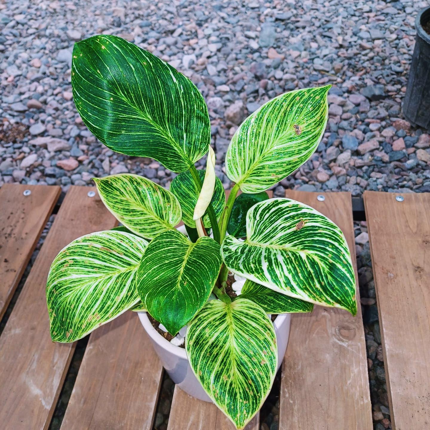 عکس گل و گیاه سعد آباد