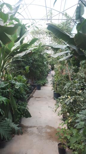 عکس اولین جنگل استوایی (جنگل استوایی رویا)