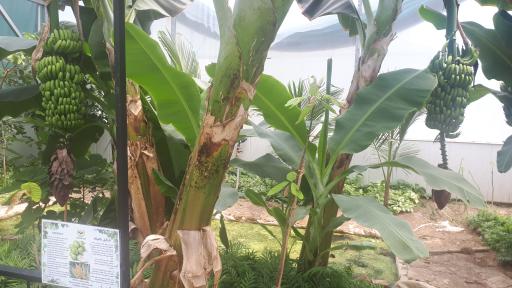 عکس اولین جنگل استوایی (جنگل استوایی رویا)