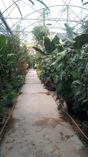 عکس اولین جنگل استوایی (جنگل استوایی رویا)