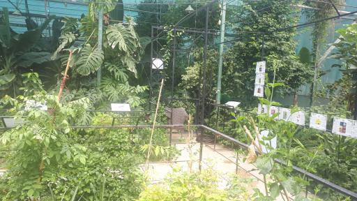 عکس اولین جنگل استوایی (جنگل استوایی رویا)