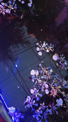 عکس اولین جنگل استوایی (جنگل استوایی رویا)