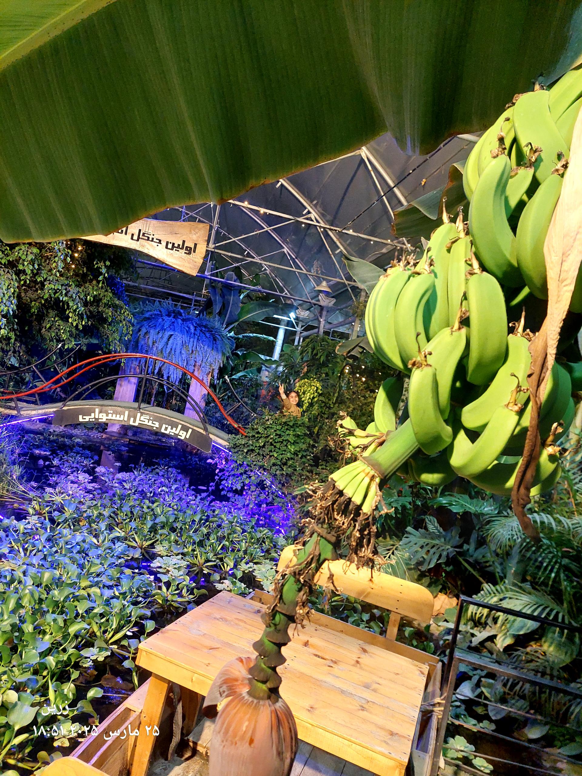 عکس اولین جنگل استوایی (جنگل استوایی رویا)