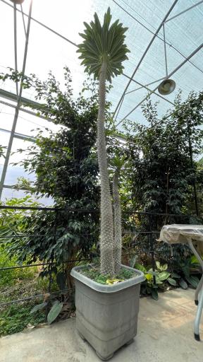 عکس اولین جنگل استوایی (جنگل استوایی رویا)