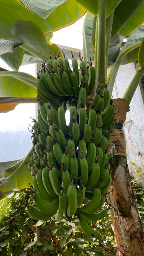 عکس اولین جنگل استوایی (جنگل استوایی رویا)