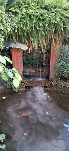 عکس اولین جنگل استوایی (جنگل استوایی رویا)