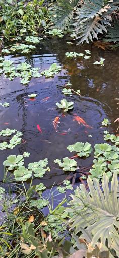 عکس اولین جنگل استوایی (جنگل استوایی رویا)