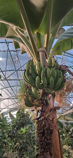 عکس اولین جنگل استوایی (جنگل استوایی رویا)