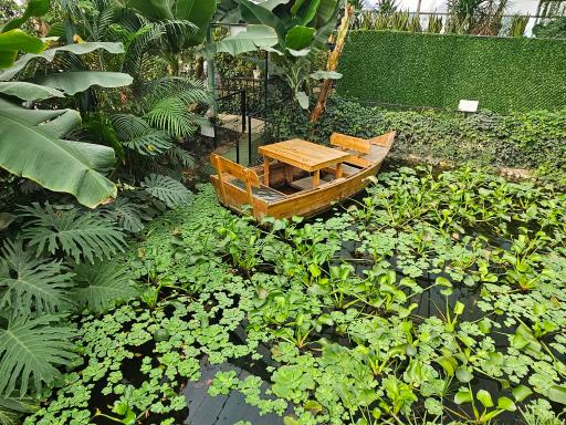 عکس اولین جنگل استوایی (جنگل استوایی رویا)