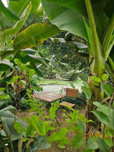 عکس اولین جنگل استوایی (جنگل استوایی رویا)