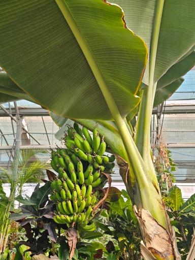 عکس اولین جنگل استوایی (جنگل استوایی رویا)