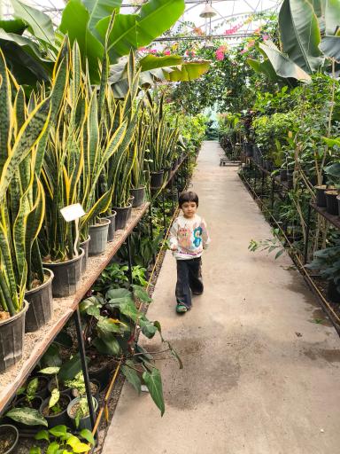 عکس اولین جنگل استوایی (جنگل استوایی رویا)