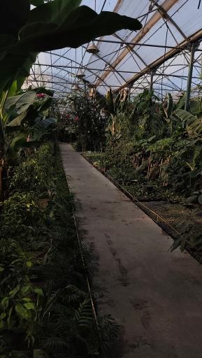 عکس اولین جنگل استوایی (جنگل استوایی رویا)