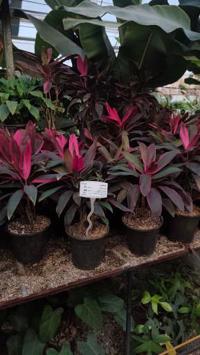 عکس اولین جنگل استوایی (جنگل استوایی رویا)