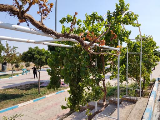عکس پارک تاکستان