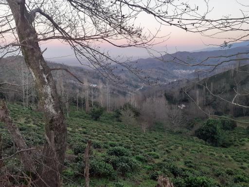 عکس دره تابستان نشین