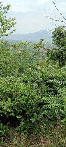 عکس دره تابستان نشین