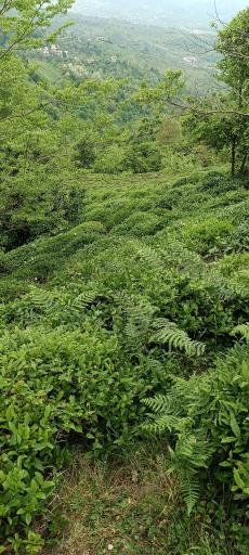 عکس دره تابستان نشین