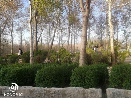 عکس بیشه ناژوان