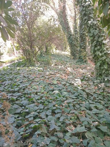 عکس بیشه ناژوان