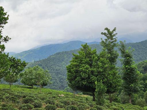 عکس دره تابستان نشین