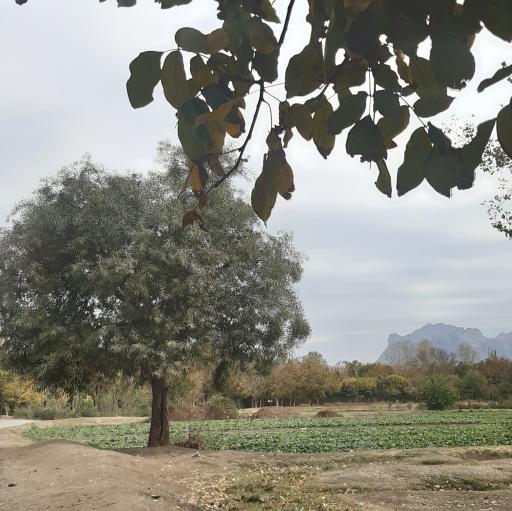 بیشه ناژوان