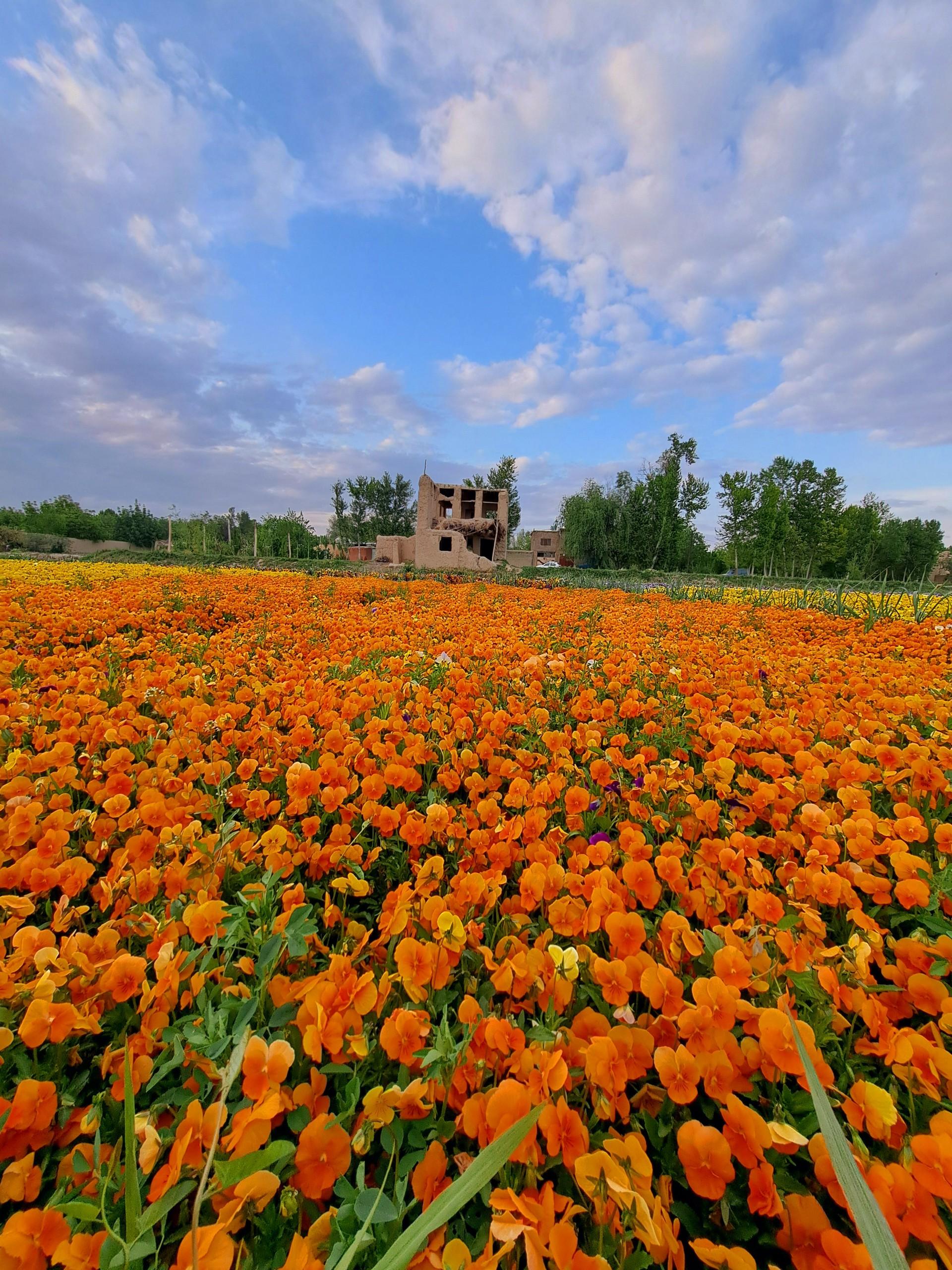 عکس بیشه ناژوان