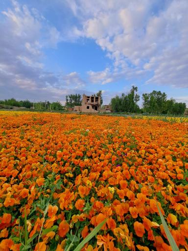 بیشه ناژوان