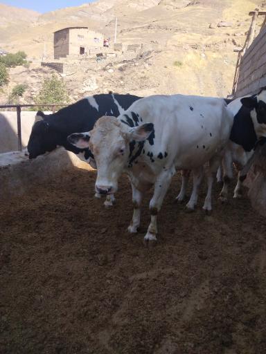 عکس دامداری عابدینی