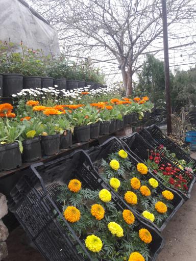 عکس نمایشگاه گل و گیاه گلناز 