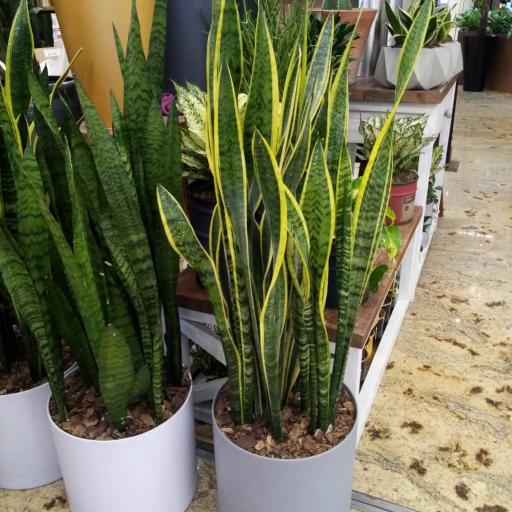 عکس نمایشگاه گل و گیاه گلناز 