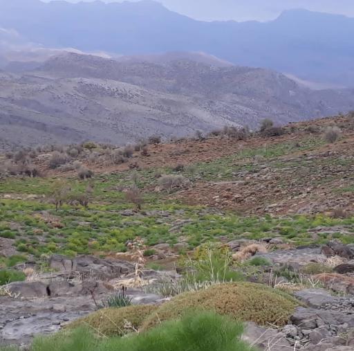 عکس آباده طشک