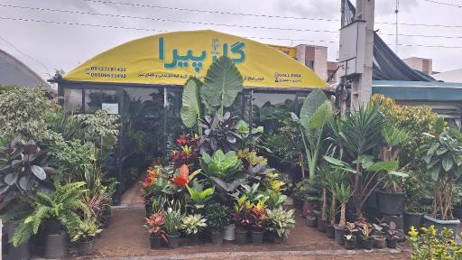فروشگاه گیاهان آپارتمانی گل پیرا