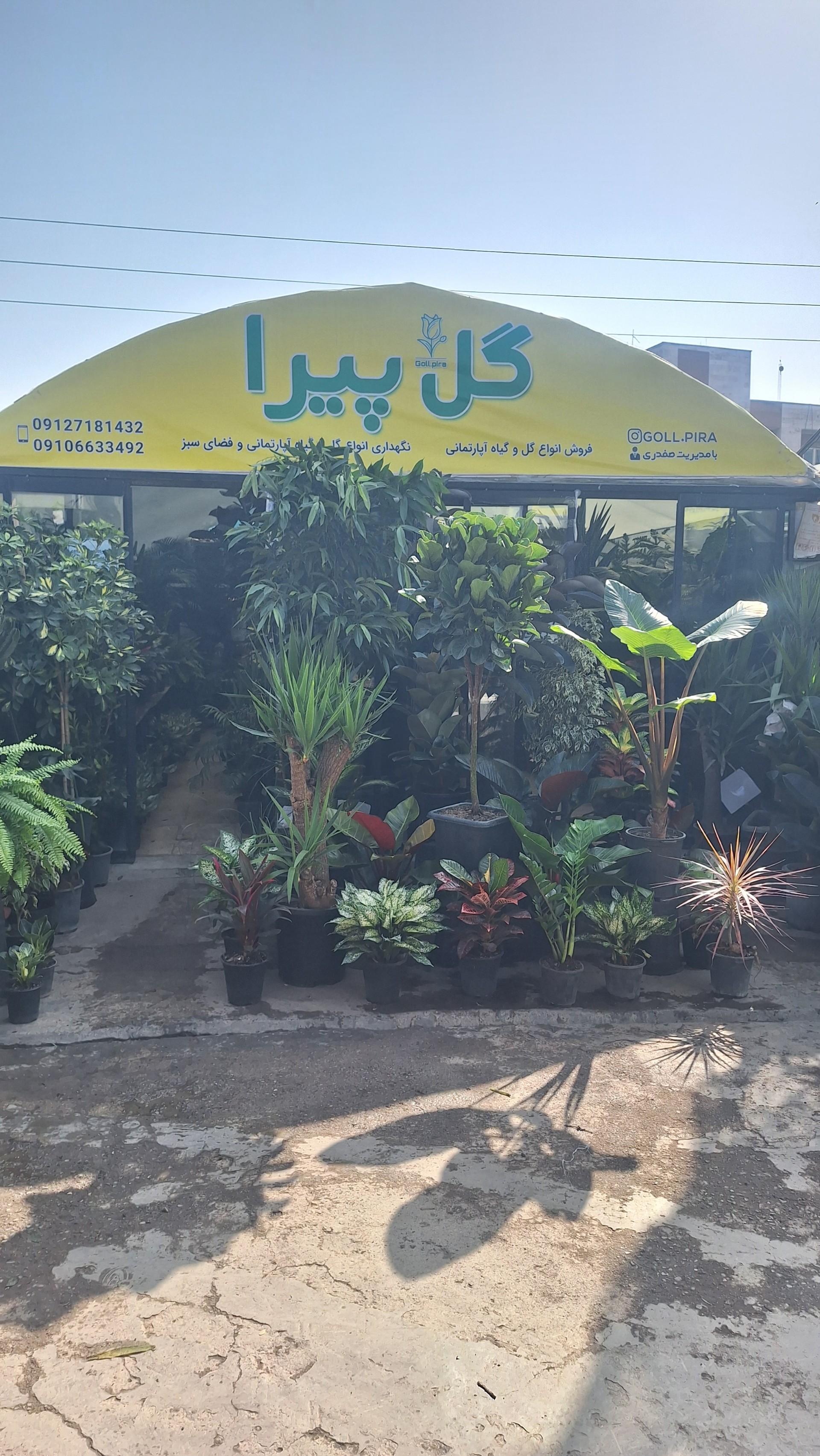 عکس فروشگاه گیاهان آپارتمانی گل پیرا
