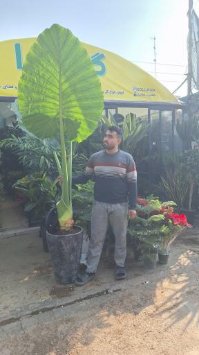 فروشگاه گیاهان آپارتمانی گل پیرا