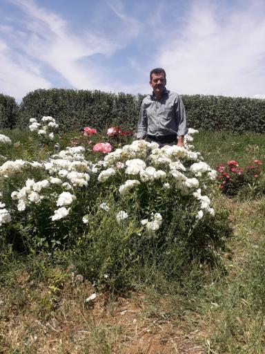 عکس پارک میخک