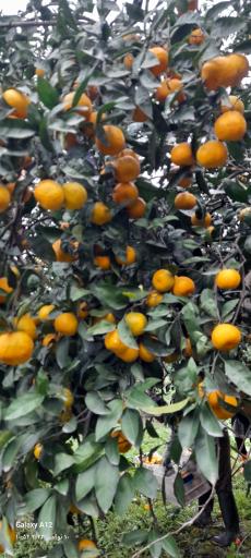 باغ مرکبات حاج علی‌ اصغر سورتیچی