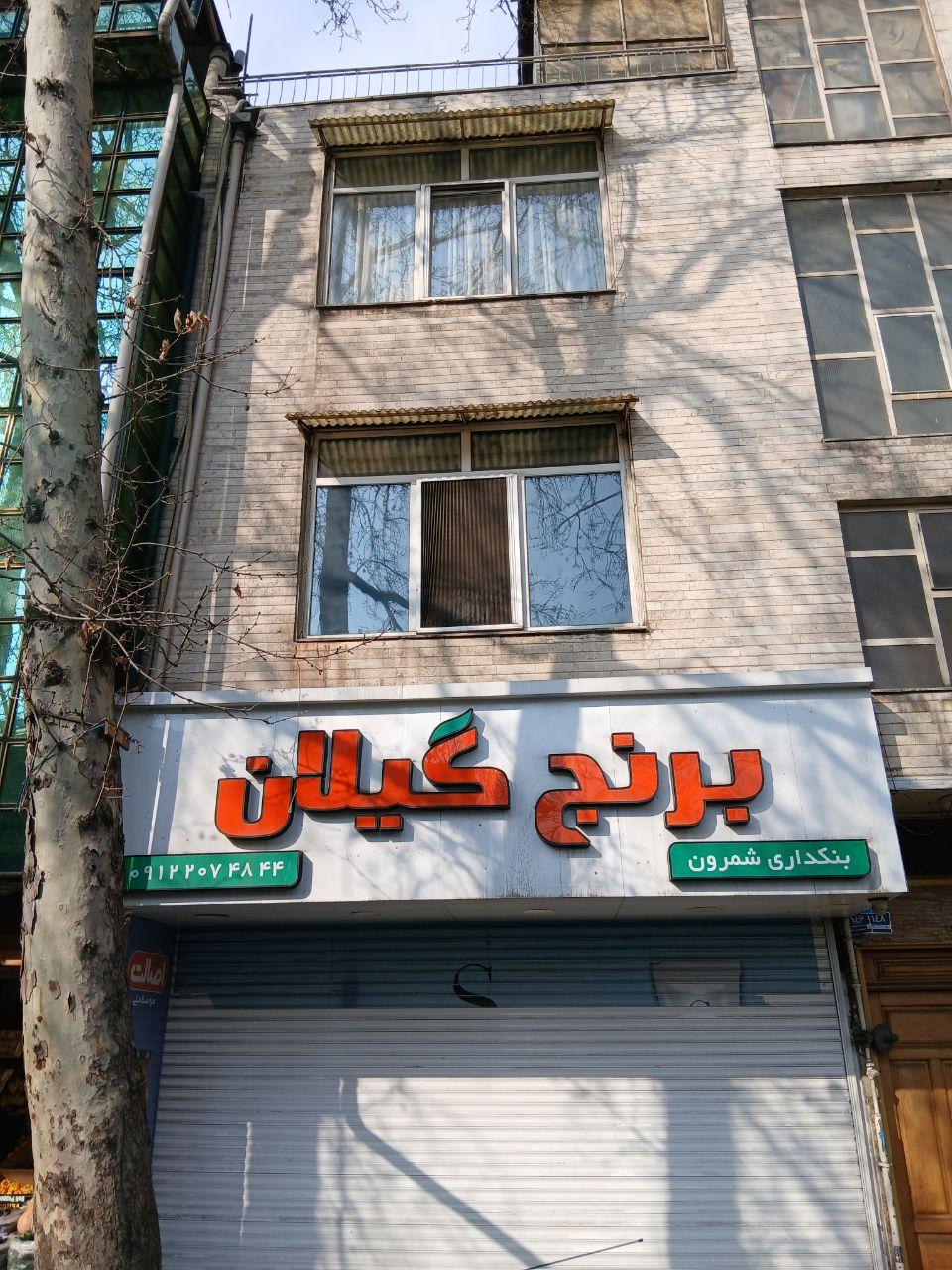 عکس برنج گیلان