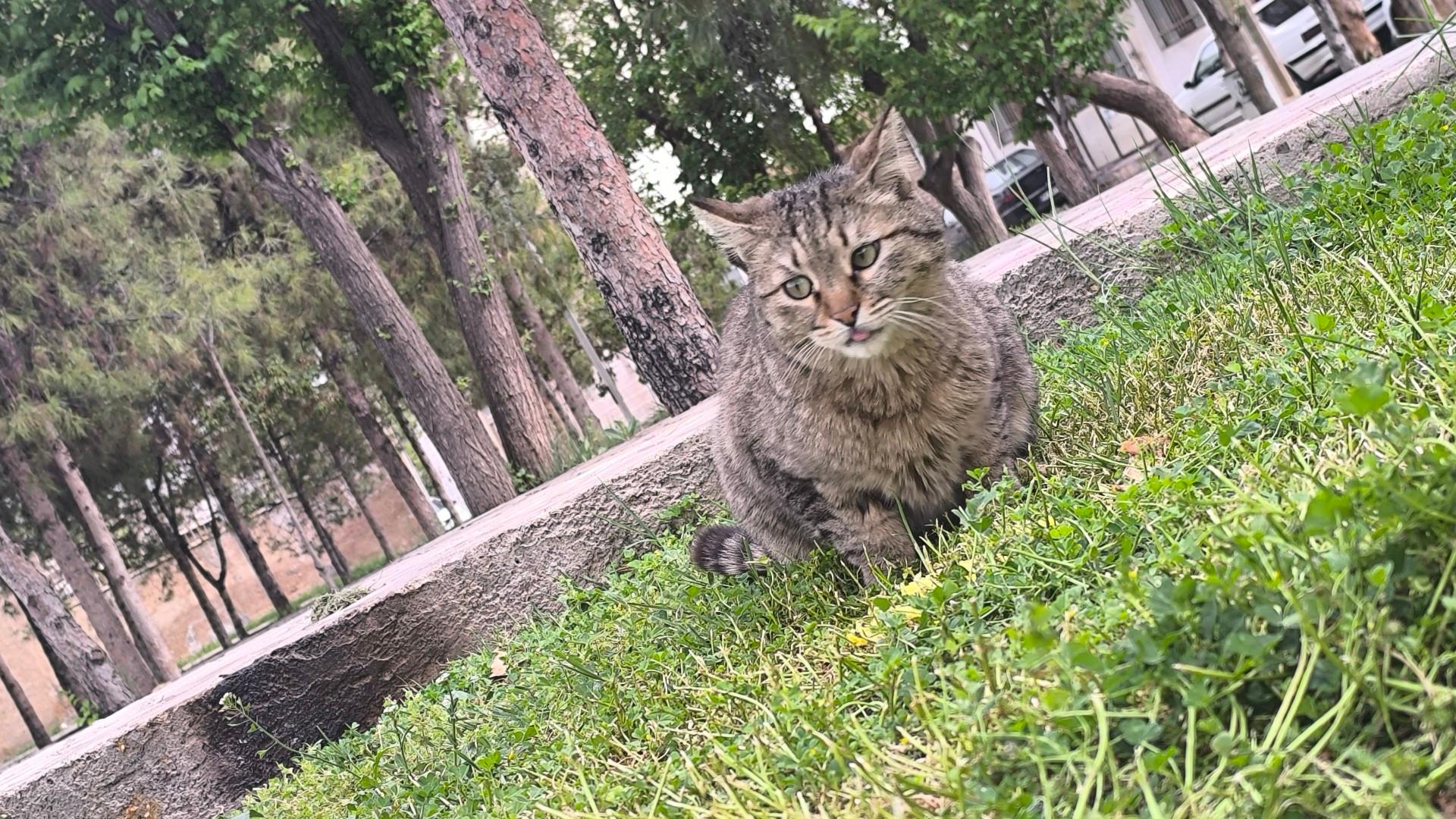 عکس پارک محله ای احمدی 