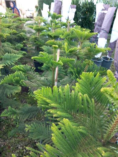 عکس گلخانه یاس