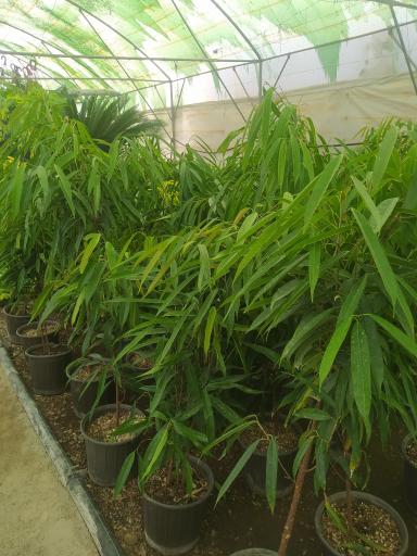 عکس گلخانه یاس